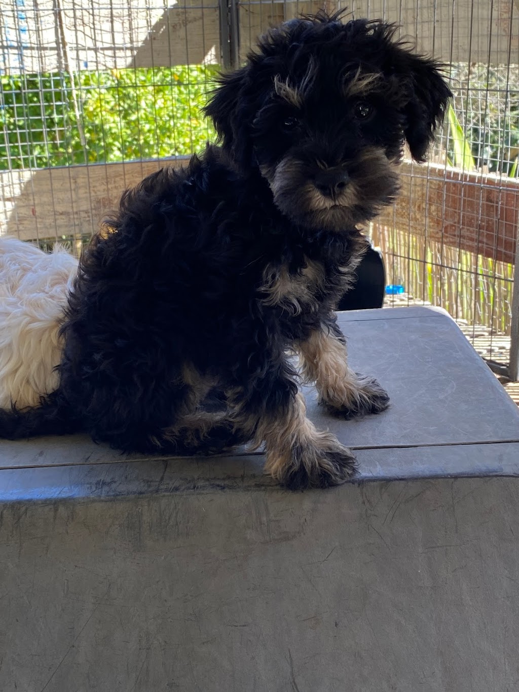 Oodles of schnoodles | Rupert Rd, East Warburton VIC 3799, Australia | Phone: 0422 072 001