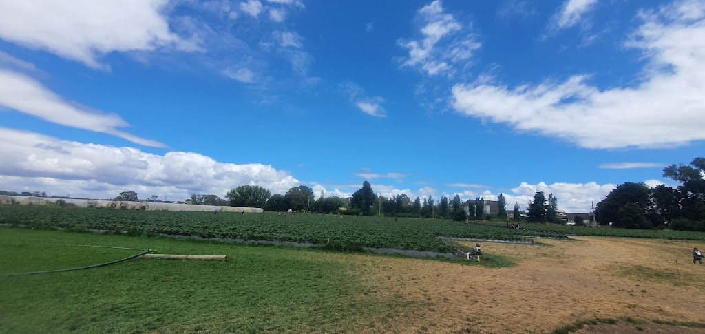 Naturipe Fruits - Bacchus Marsh Strawberry Farm | 534 Bacchus Marsh Rd, Bacchus Marsh VIC 3340, Australia | Phone: 0419 340 363