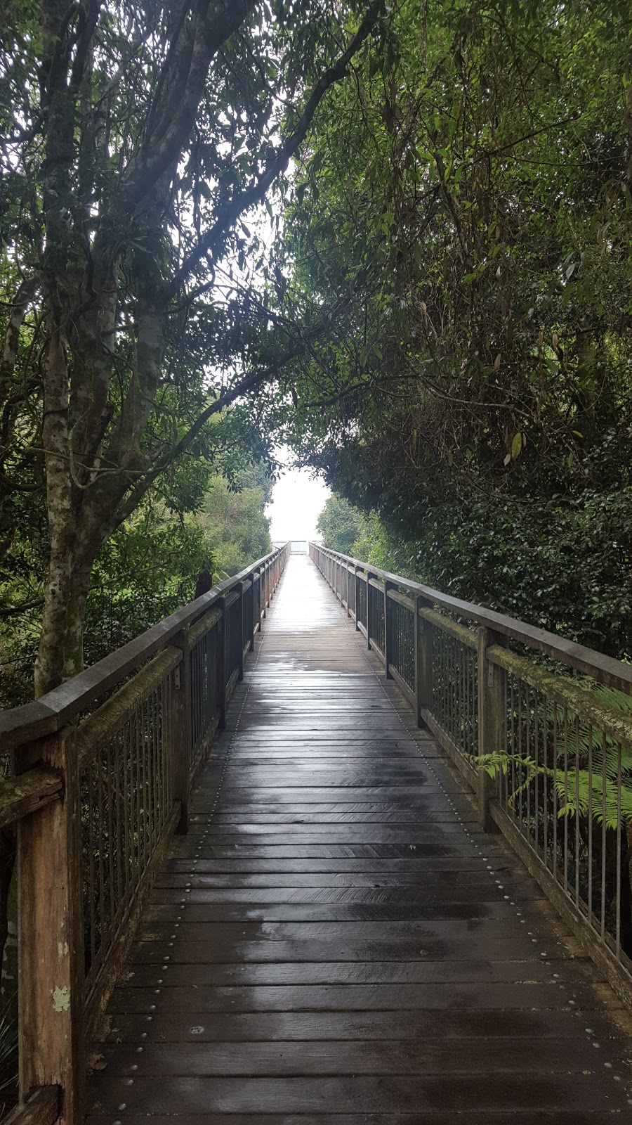 Dorrigo National Park | park | Lyrebird Link, Dorrigo Mountain NSW 2453, Australia | 0266572309 OR +61 2 6657 2309