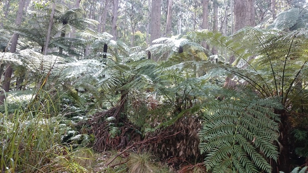 Butterleaf National Park | Deepwater NSW 2371, Australia