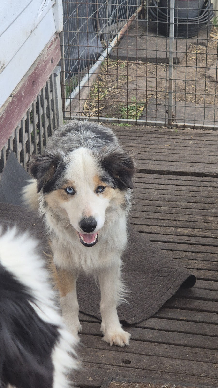 ELBETHEL FARM SANCTUARY | 32 Harewood St, Tooradin VIC 3980, Australia | Phone: 0477 432 607