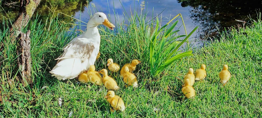 Pasture Duck Australia | 137 Willaura Dr, Coominya QLD 4311, Australia | Phone: 0413 422 511