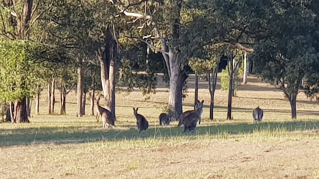 Kookaburras on Curra | campground | Harvey Siding Rd, Curra QLD 4570, Australia | 0419795596 OR +61 419 795 596