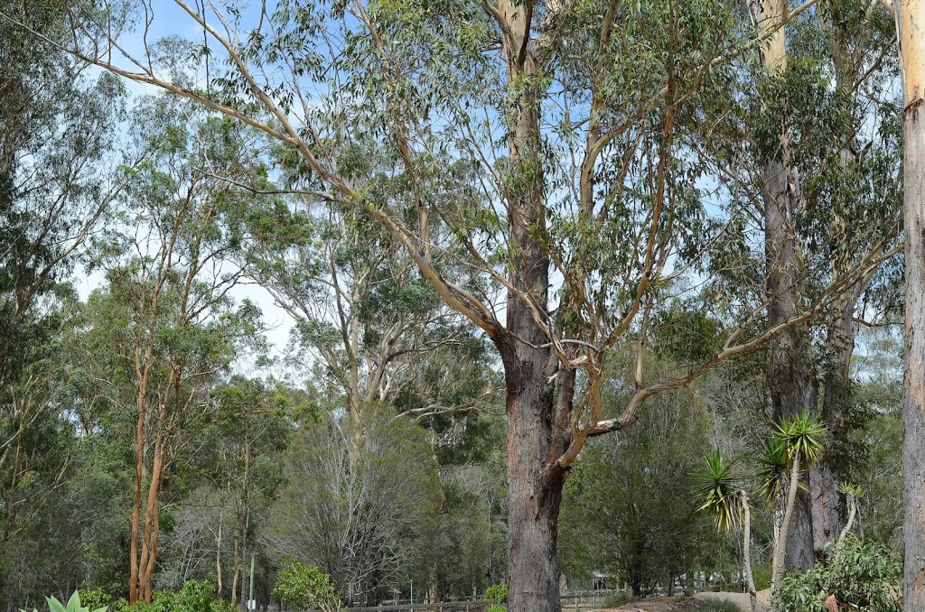 Axon Clinical Psychology and Neuroscience | 109 German Church Rd, Carbrook QLD 4130, Australia | Phone: (07) 3206 6866