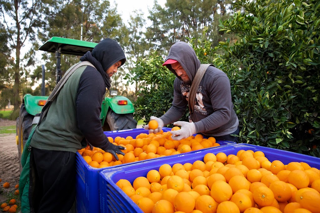 Moora Citrus | Lot 803 Prices Rd, Moora WA 6510, Australia | Phone: (08) 9653 1318