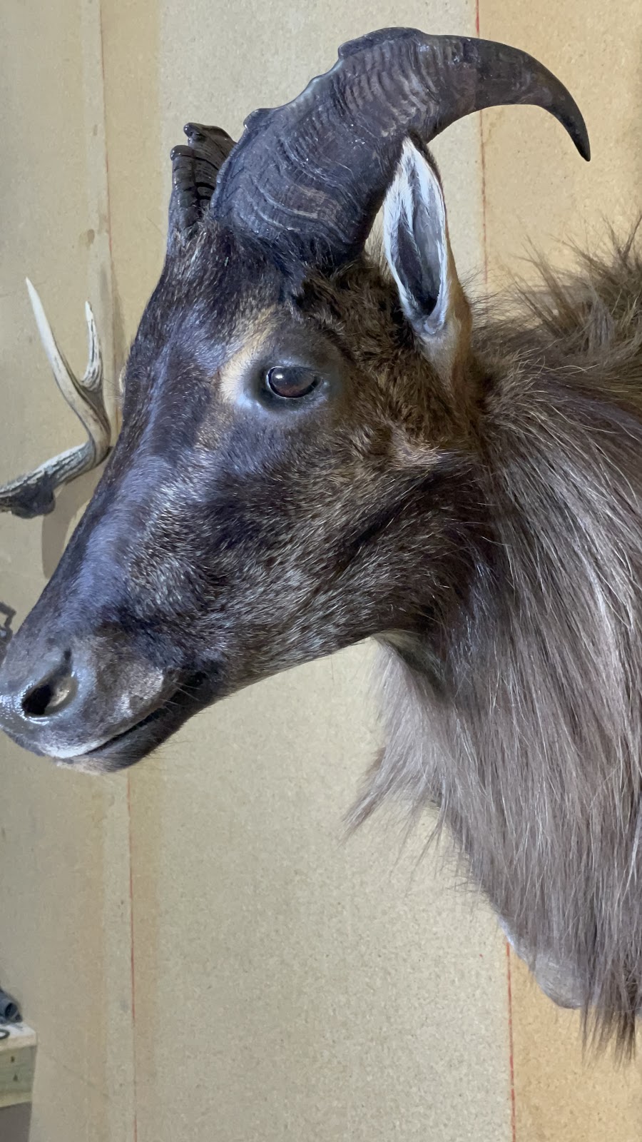 Murray valley Taxidermy | 1922 Burrowye Rd, Koetong VIC 3704, Australia | Phone: 0417 405 176