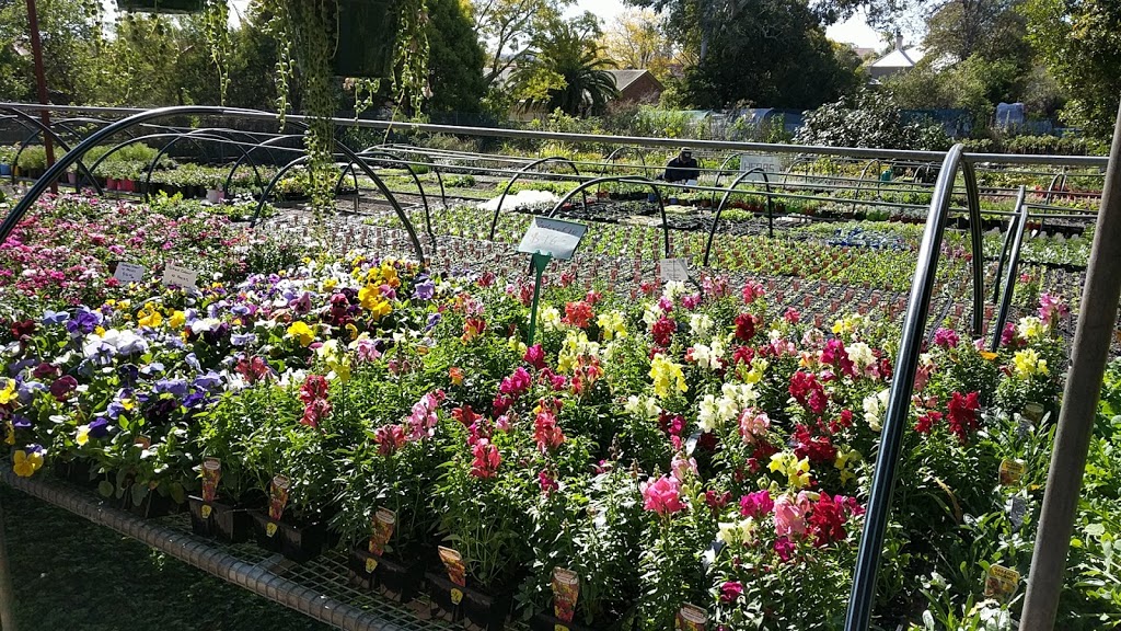 Wingham Nursery & Florist | 5 William St, Wingham NSW 2429, Australia | Phone: (02) 6553 4570