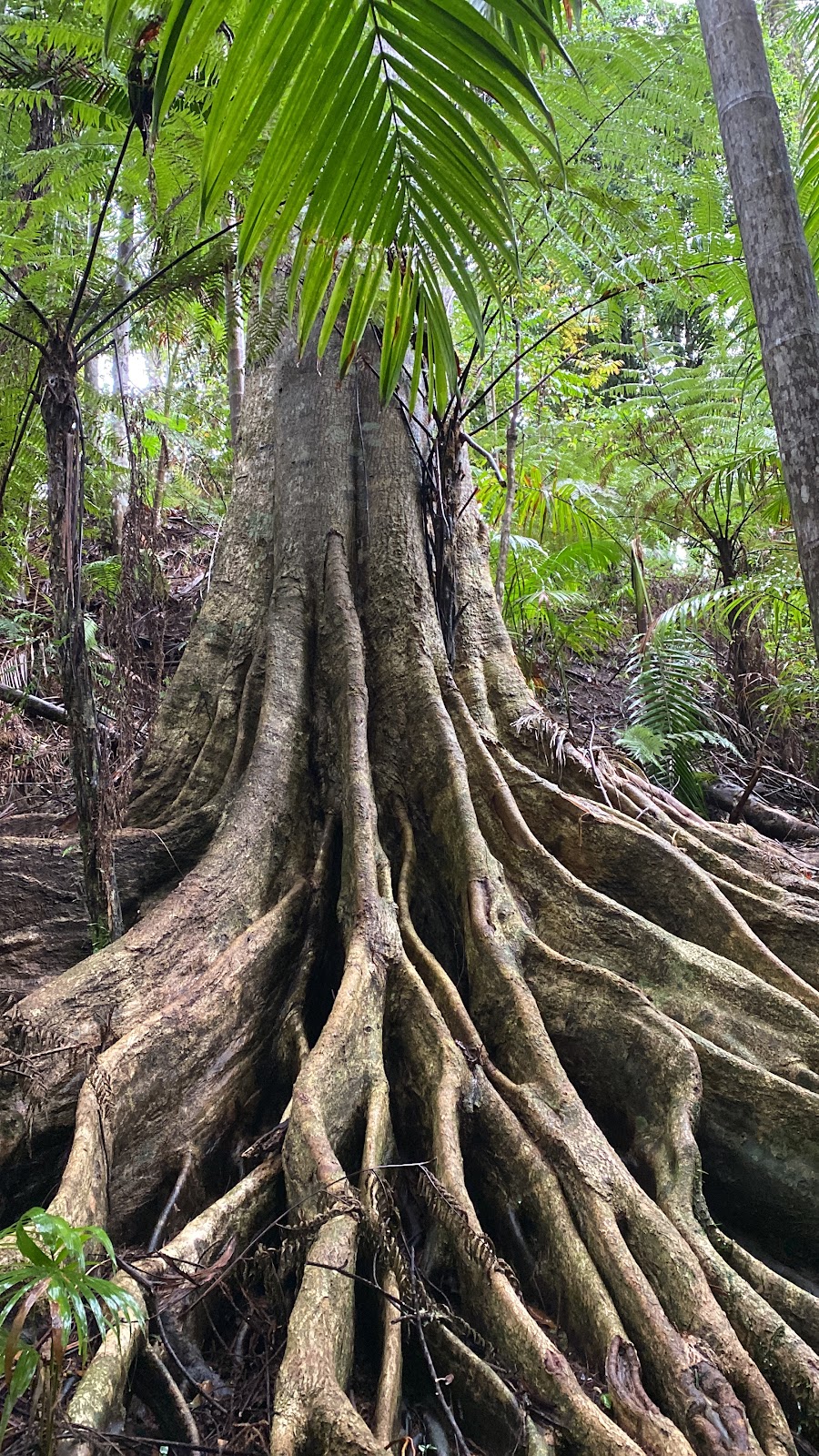 Byron Rainforest Respite and Retreat | 137 Mill Rd, Huonbrook NSW 2482, Australia | Phone: 0474 796 077