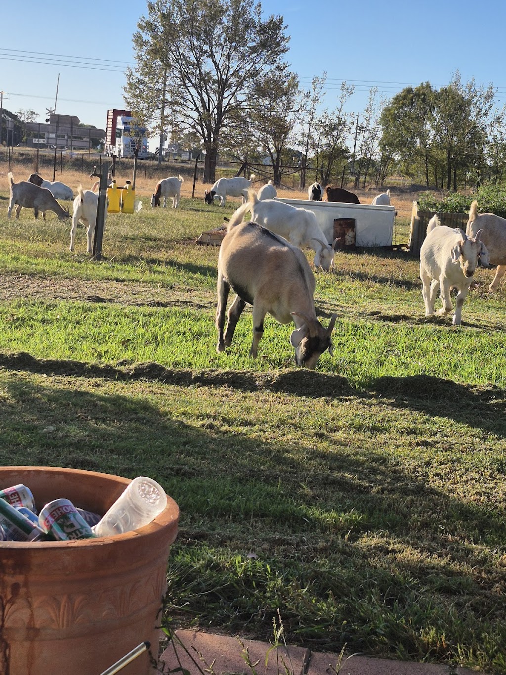 Bowser caravan & wild life park | 25 Morrison Rd, Bowser VIC 3678, Australia | Phone: 0494 375 315
