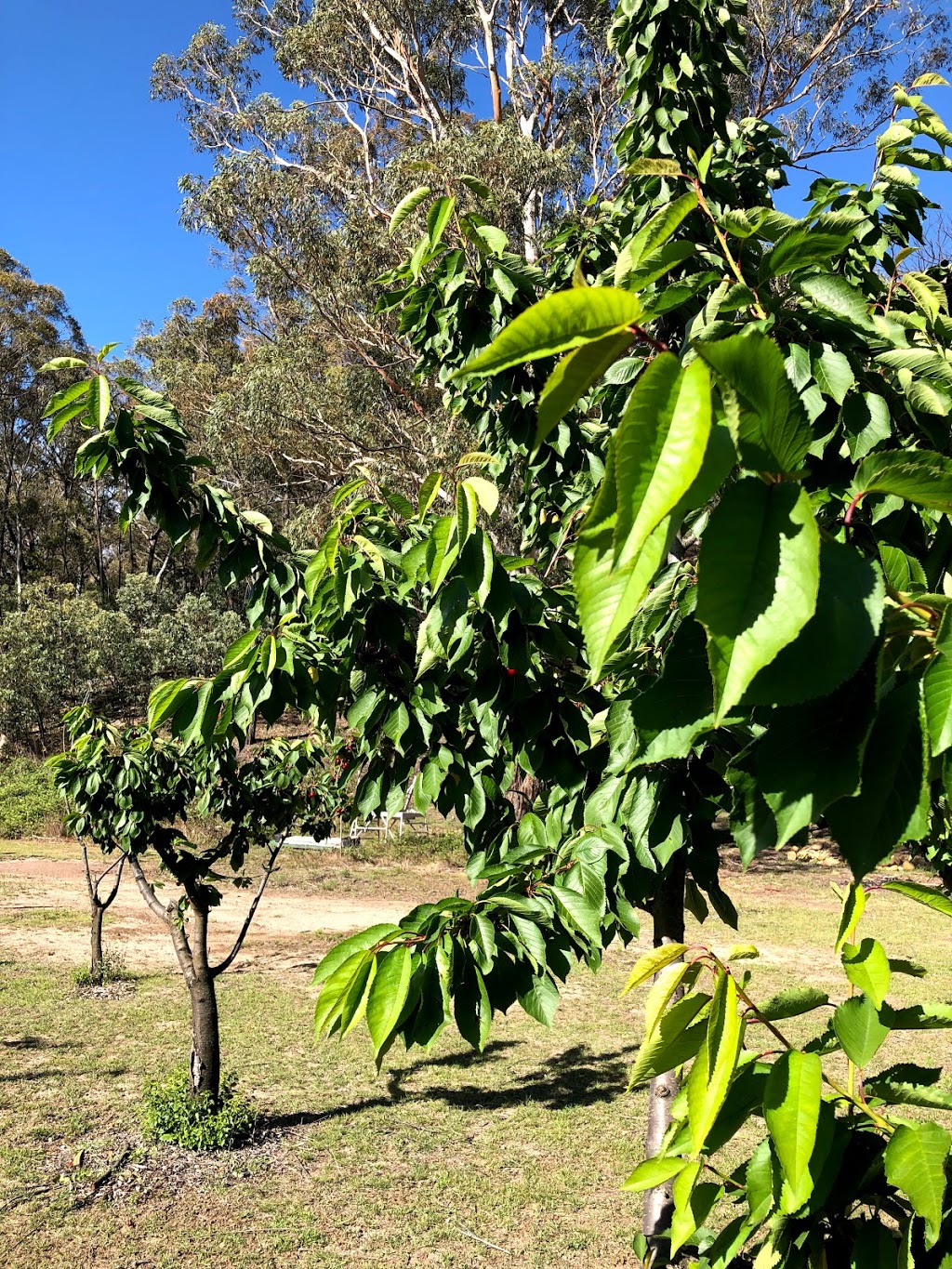 Cherry Farm |  | 1059 Bylong Valley Way, Ilford NSW 2850, Australia | 0428588337 OR +61 428 588 337