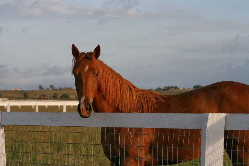 Isis Park Thoroughbreds | point of interest | 411 N Isis Rd, North Isis QLD 4660, Australia | 0427629986 OR +61 427 629 986
