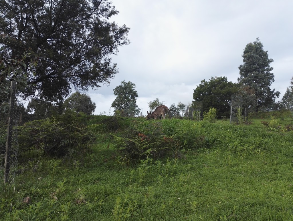 Dunphys Campground | Megalong Valley NSW 2787, Australia