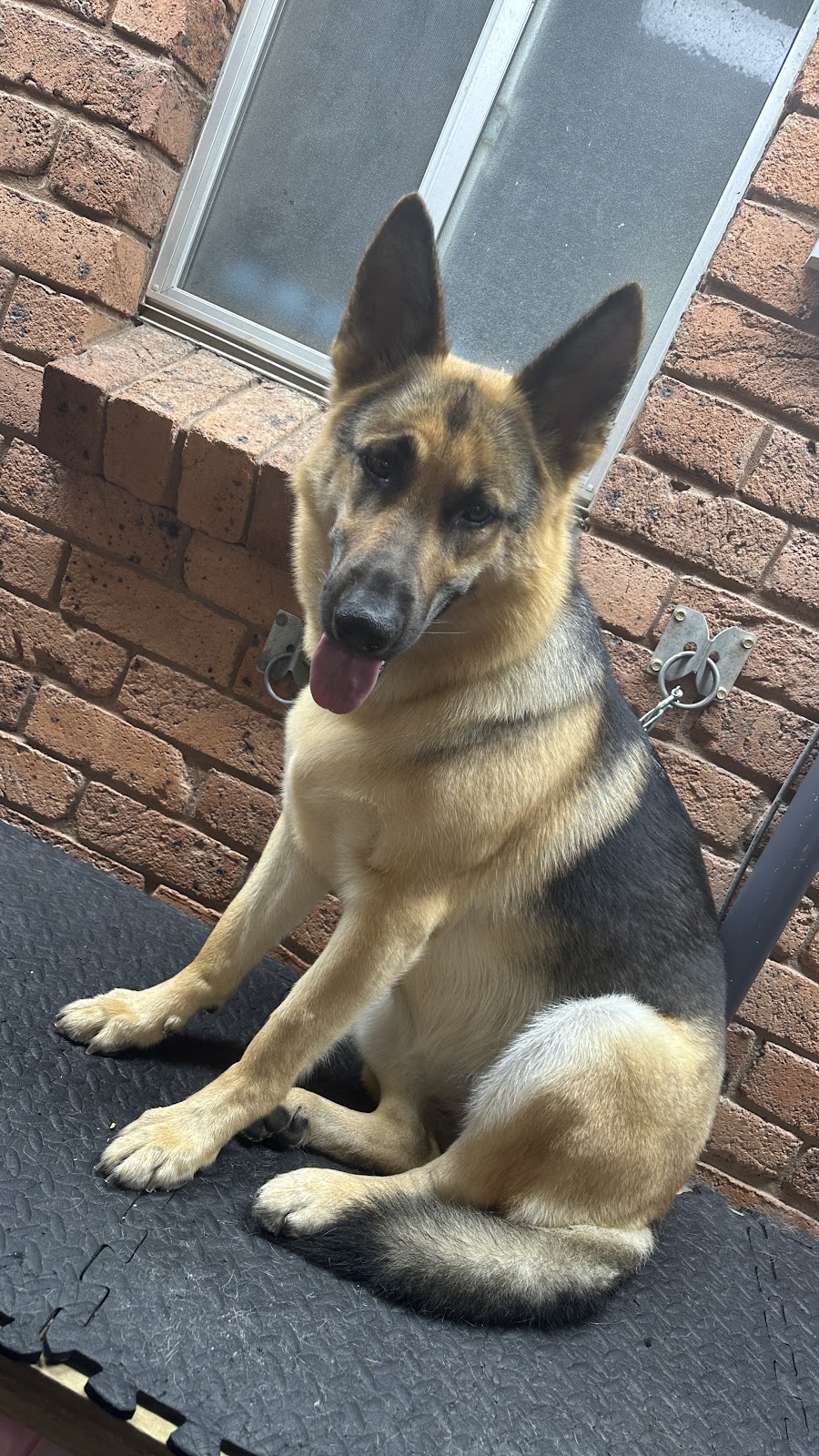 AT HOME DOG SPA | 36 Cambalan St, Bargo NSW 2574, Australia | Phone: 0418 432 683