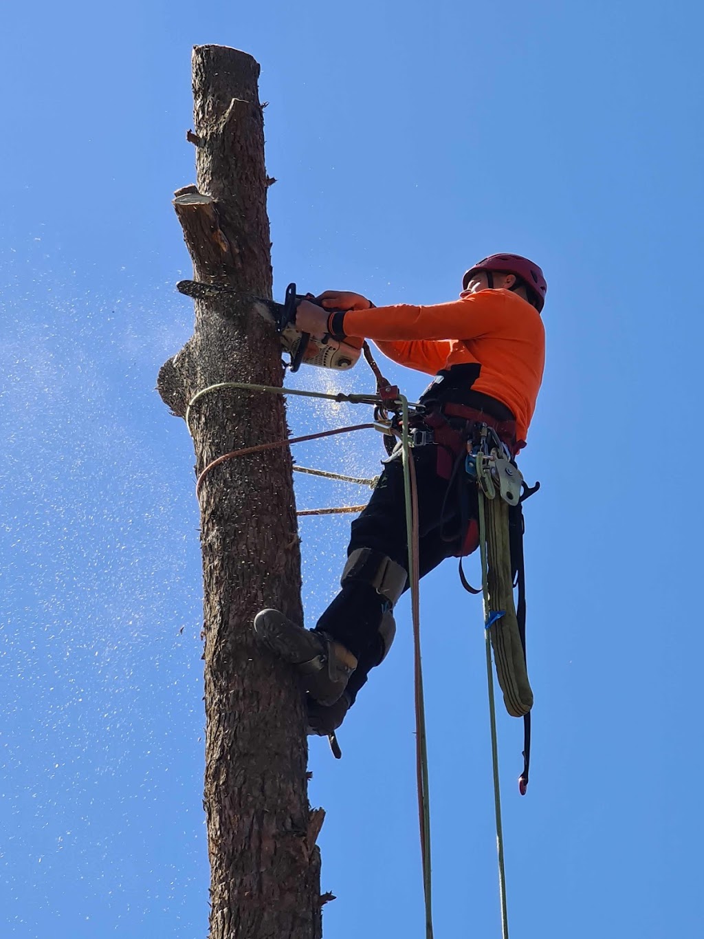 Excel Tree Service & Stump Removal | 4 Pindari Dr, Bayswater VIC 3153, Australia | Phone: 0412 148 509