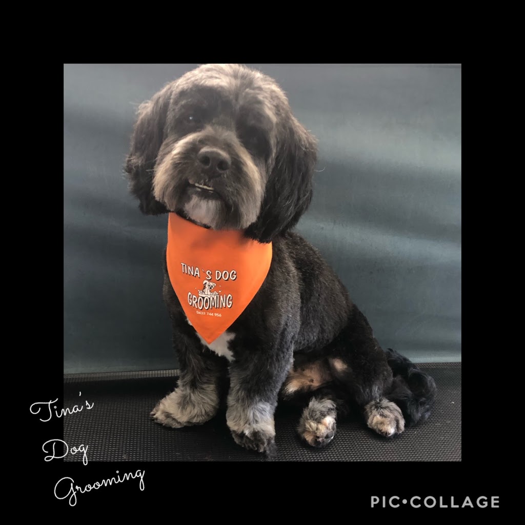 TINA’S DOG GROOMING |  | 81 Roberts Dr, Maudsland QLD 4210, Australia | 0432744956 OR +61 432 744 956