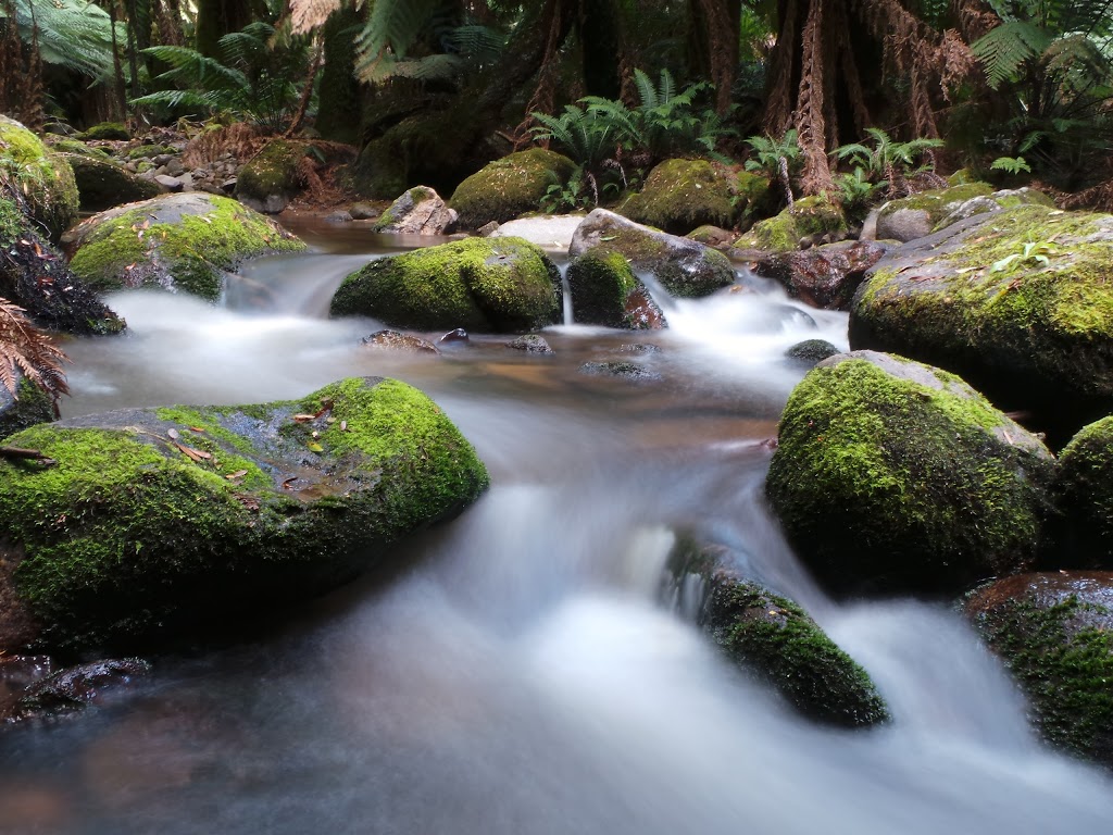 Mount Victoria Forest Reserve | park | Tasmania, Australia