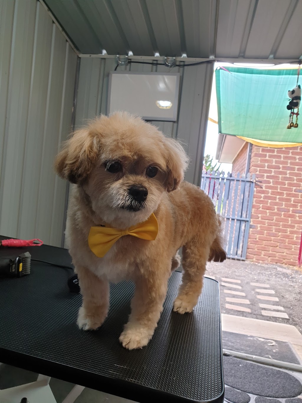 Toes N Paws Dog Grooming Service | 9 Nowell Ct, Roxburgh Park VIC 3064, Australia | Phone: 0422 115 658