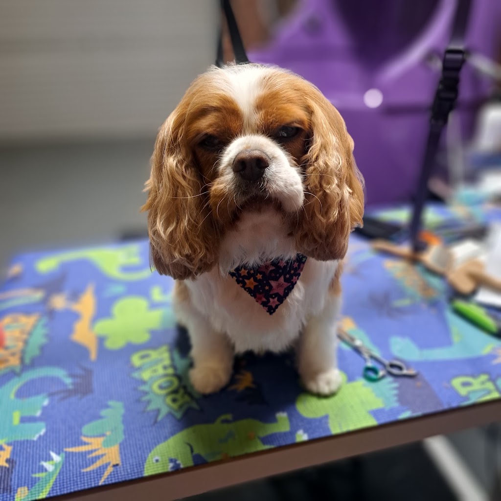 Pawlenes Pooches | 14 Little Chipping Dr, Chirnside Park VIC 3116, Australia | Phone: 0493 729 636