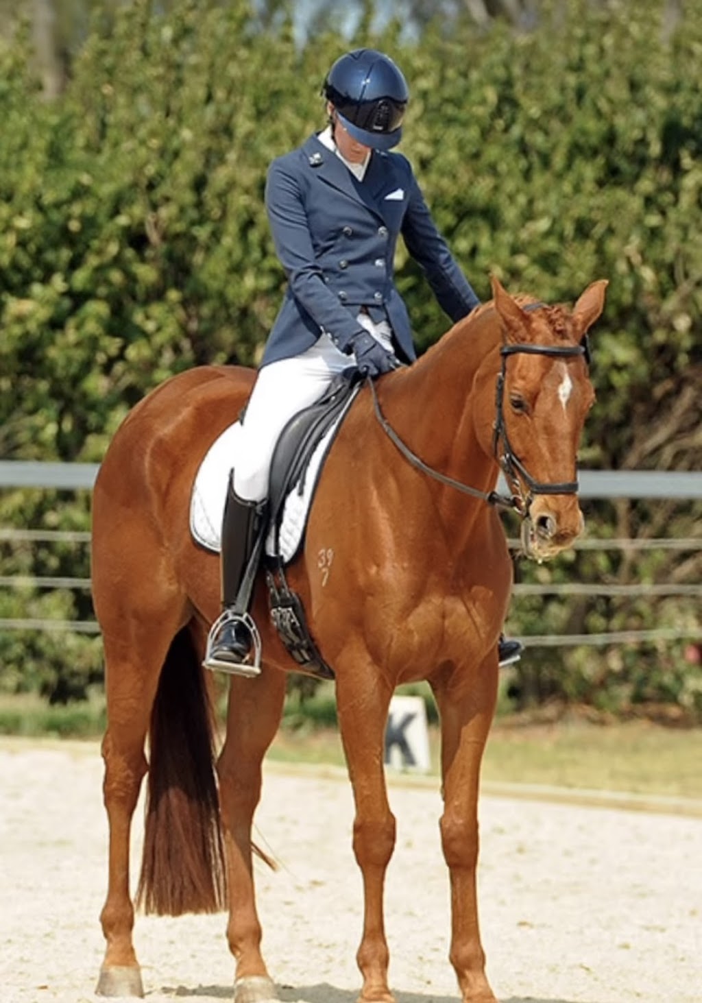 Severnlea Equestrian | 41 Main Green Swamp Rd, Spring Creek QLD 4343, Australia | Phone: 0424 873 154