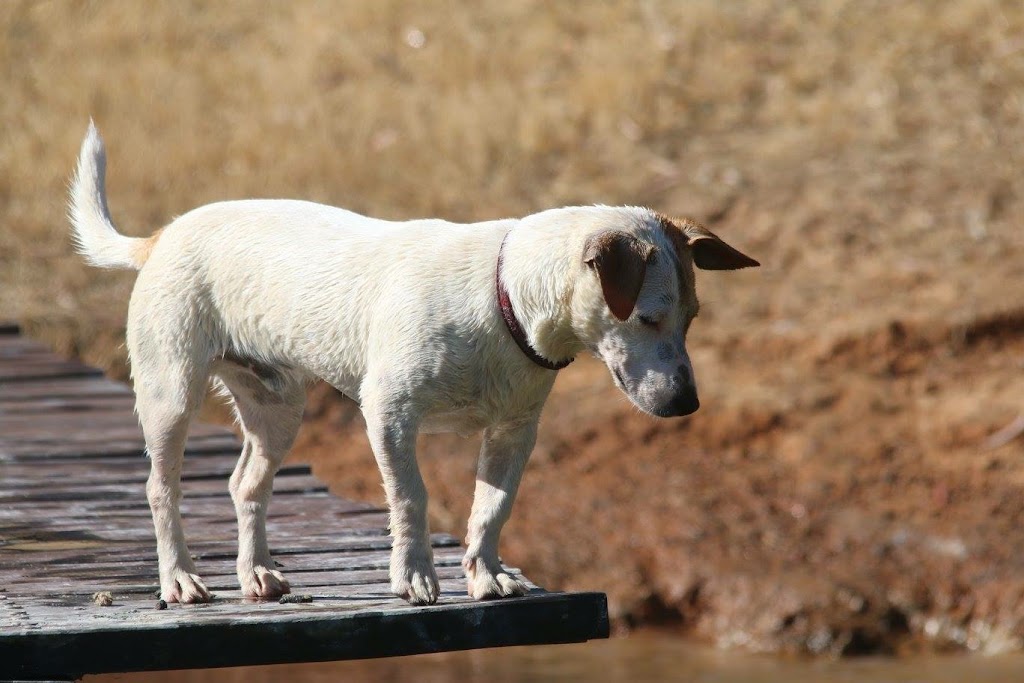 Rainbow Bay Pet Cremation Services | 247 Wildwood Rd, Carbunup River WA 6280, Australia | Phone: 0427 315 372