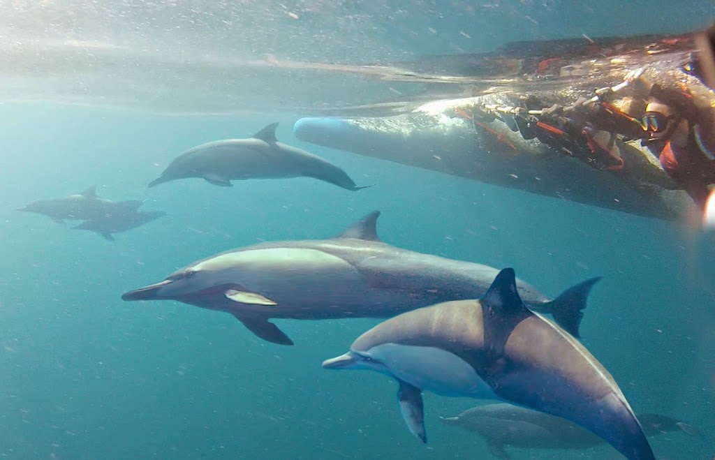 Dolphin Swim Australia | tourist attraction | dAlbora Marina, Teramby Rd, Nelson Bay NSW 2315, Australia | 1300721358 OR +61 1300 721 358