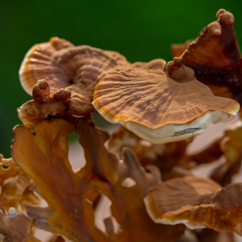 Flooding Creek Fungi | Gunaikurnai Country, Araluen Dr, Sale VIC 3850, Australia | Phone: 0438 201 514