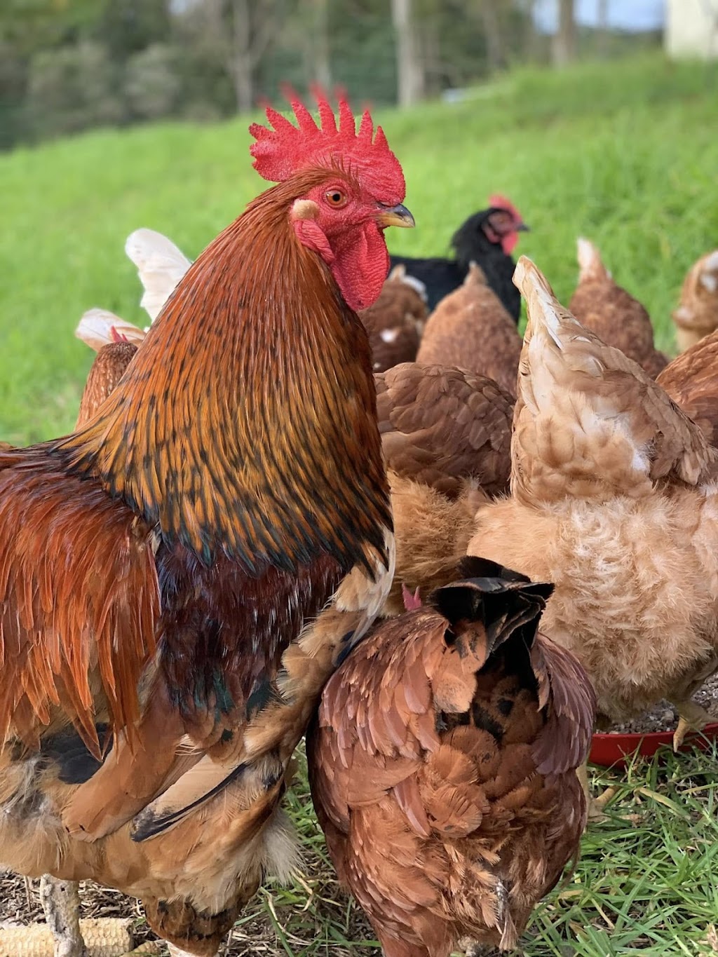 Cheeky Chooks Egg Farm | 37 Little Jilliby Rd, Little Jilliby NSW 2259, Australia | Phone: 0414 703 382
