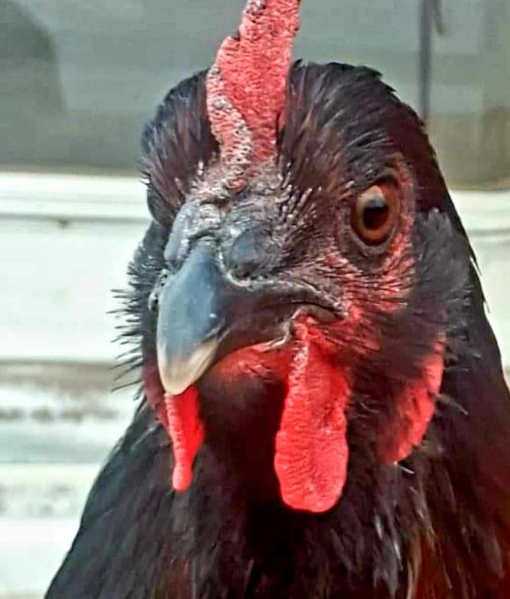 Mayers Well Poultry | 233 Jansens Rd, Mount Ossa QLD 4741, Australia | Phone: 0494 014 711