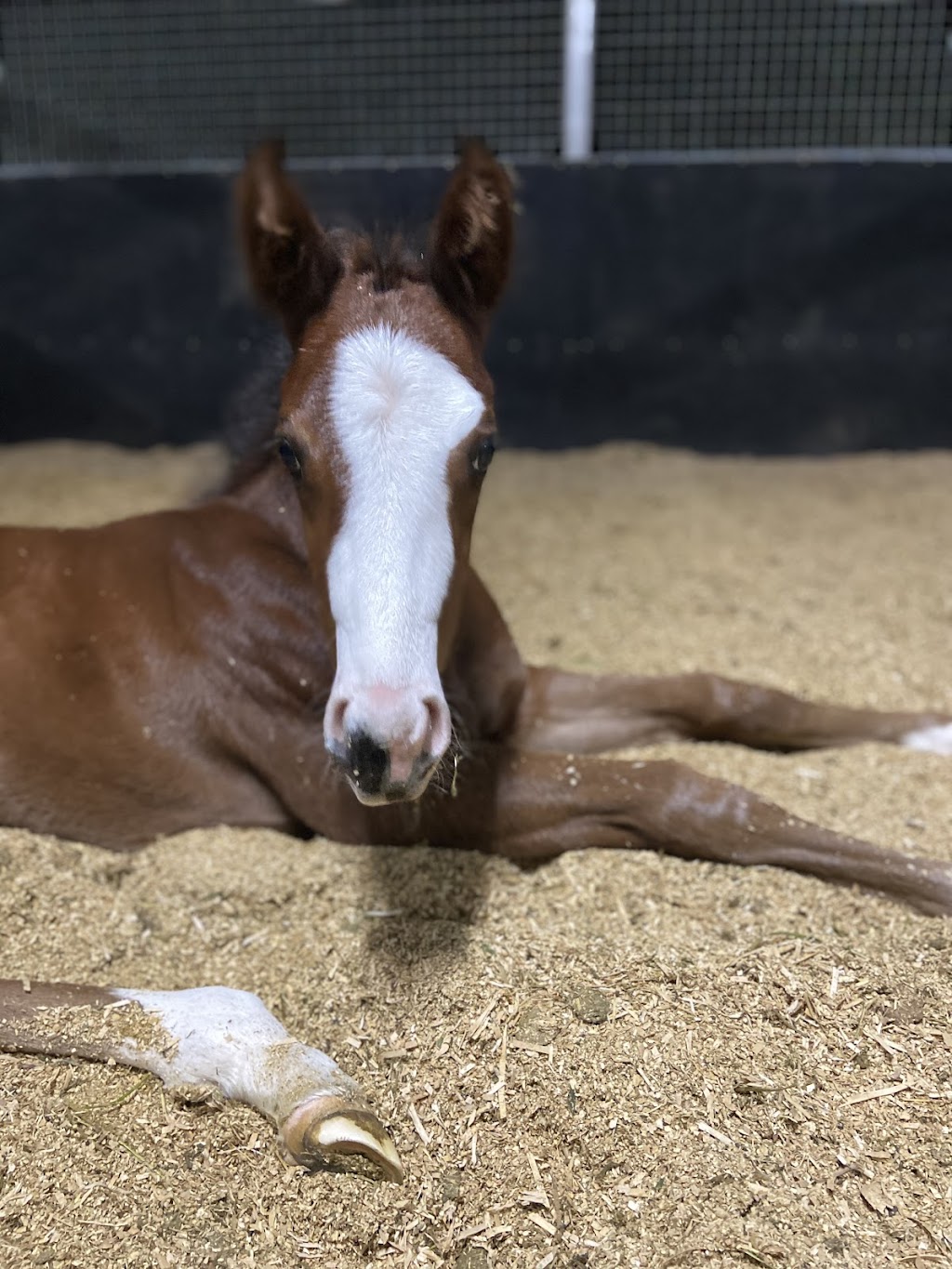 Lanitza Stud & Spelling | 775 Parker Rd, Lanitza NSW 2460, Australia | Phone: 0416 785 083