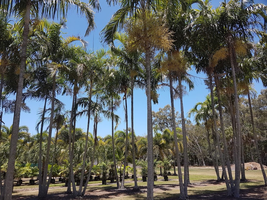 Starlight Palm Plantations | 101 Mick Ready Rd, Grasstree Beach QLD 4740, Australia | Phone: 0402 455 188