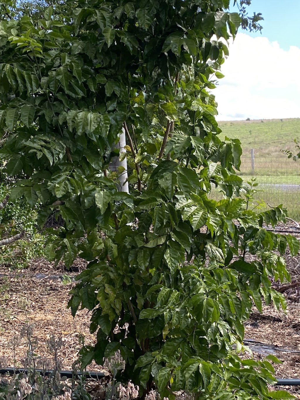 Scenic Rim Coffee | 261 Roadvale Teviotville Rd, Teviotville QLD 4309, Australia | Phone: 0467 498 993