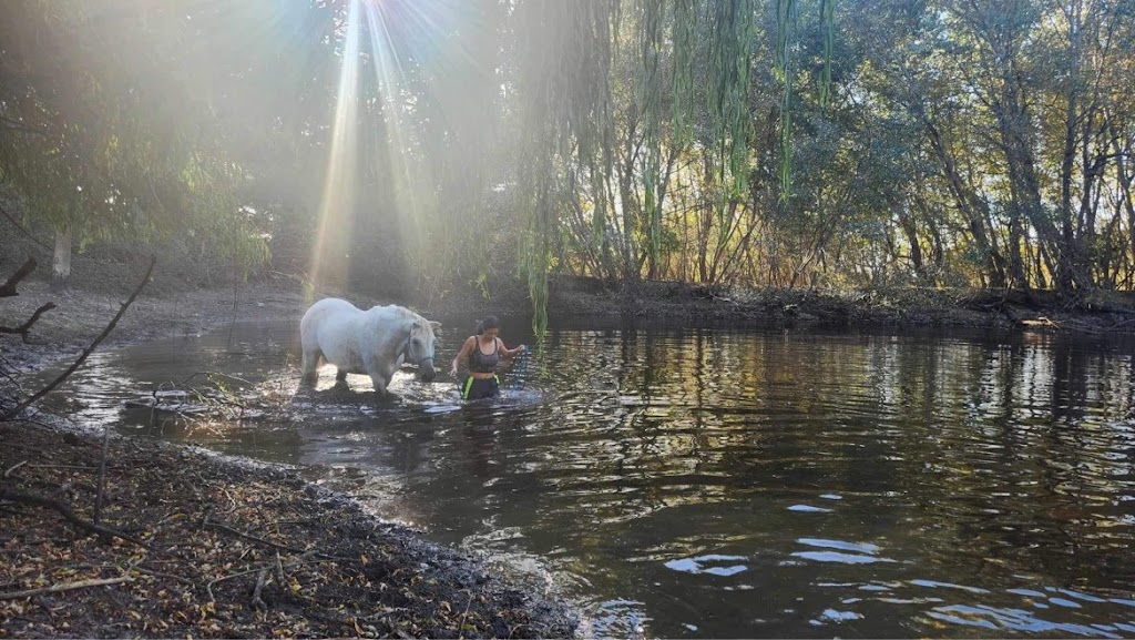 Victorian Brumby Association | Raglan-Elmhurst Rd, Glenlogie VIC 3469, Australia | Phone: 0417 504 412