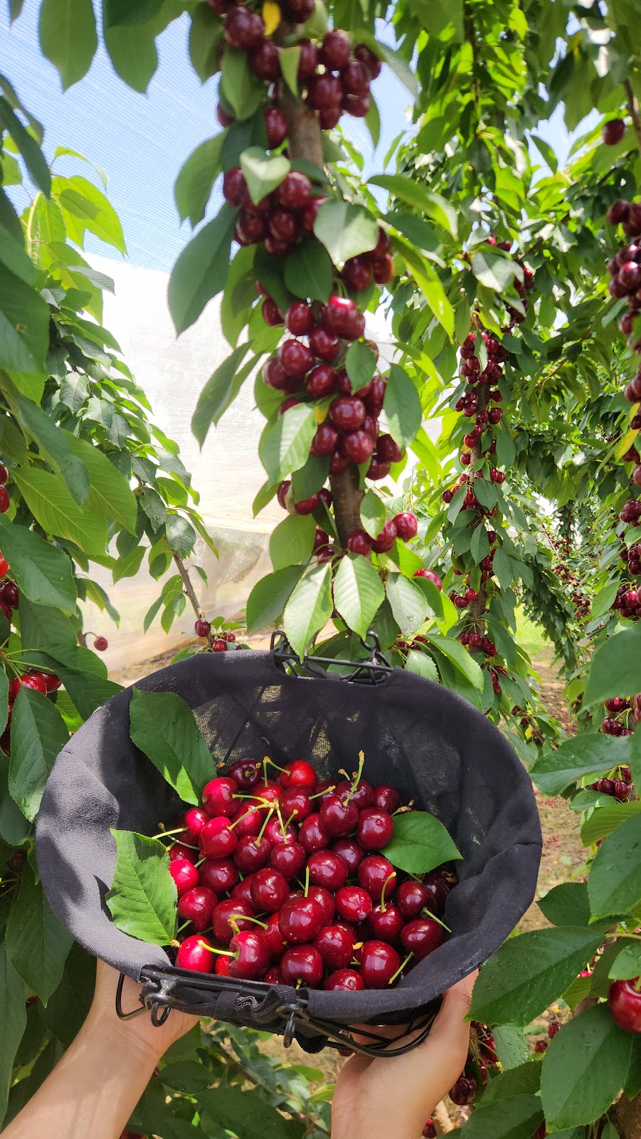 Dellios Orchards | 664 Bacchus Marsh Rd, Bacchus Marsh VIC 3340, Australia | Phone: (03) 5367 5297