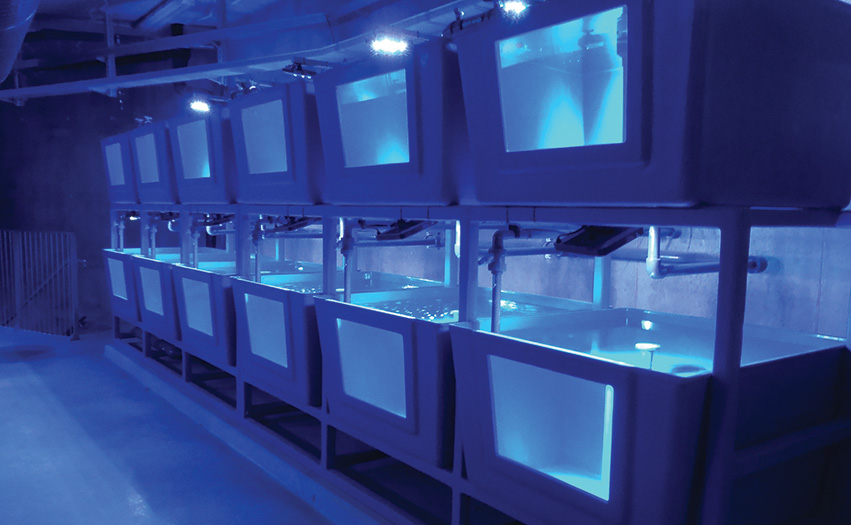 Advanced Aquarium Technologies | aquarium | 14 Kerryl St, Kunda Park QLD 4556, Australia | 0754765300 OR +61 7 5476 5300