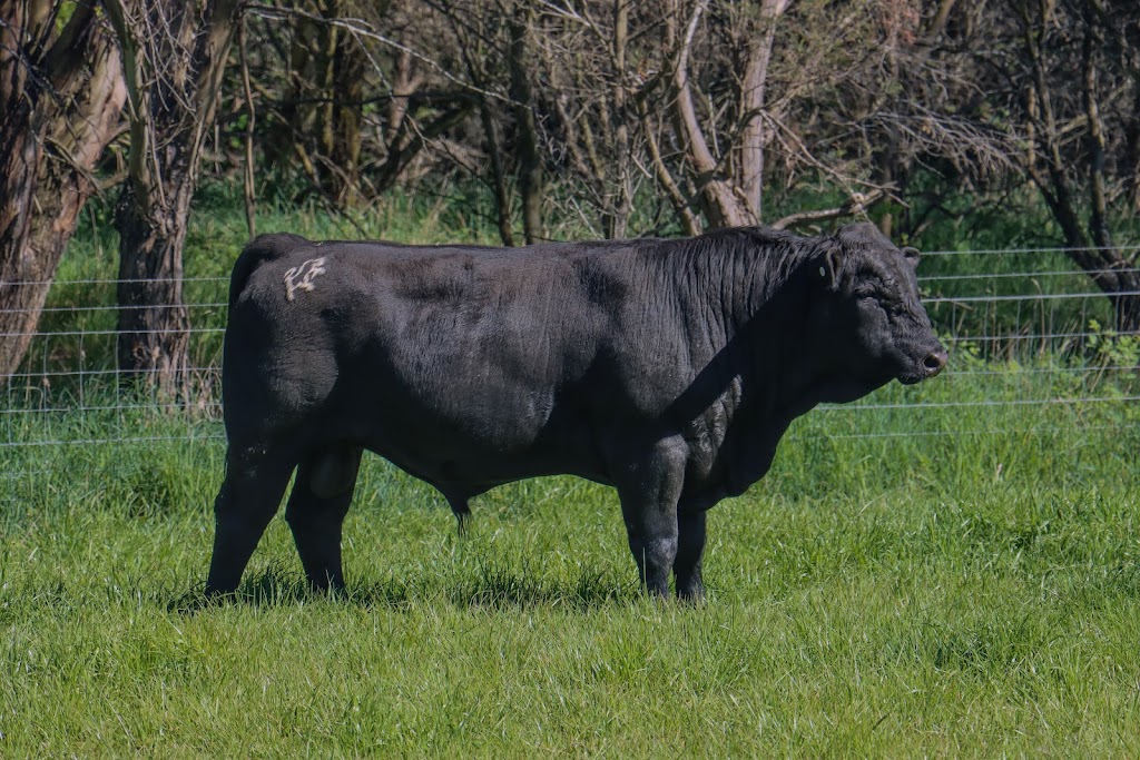 Hartfield Simmental | 12211 Hume Hwy, Sutton Forest NSW 2577, Australia | Phone: 0424 426 224