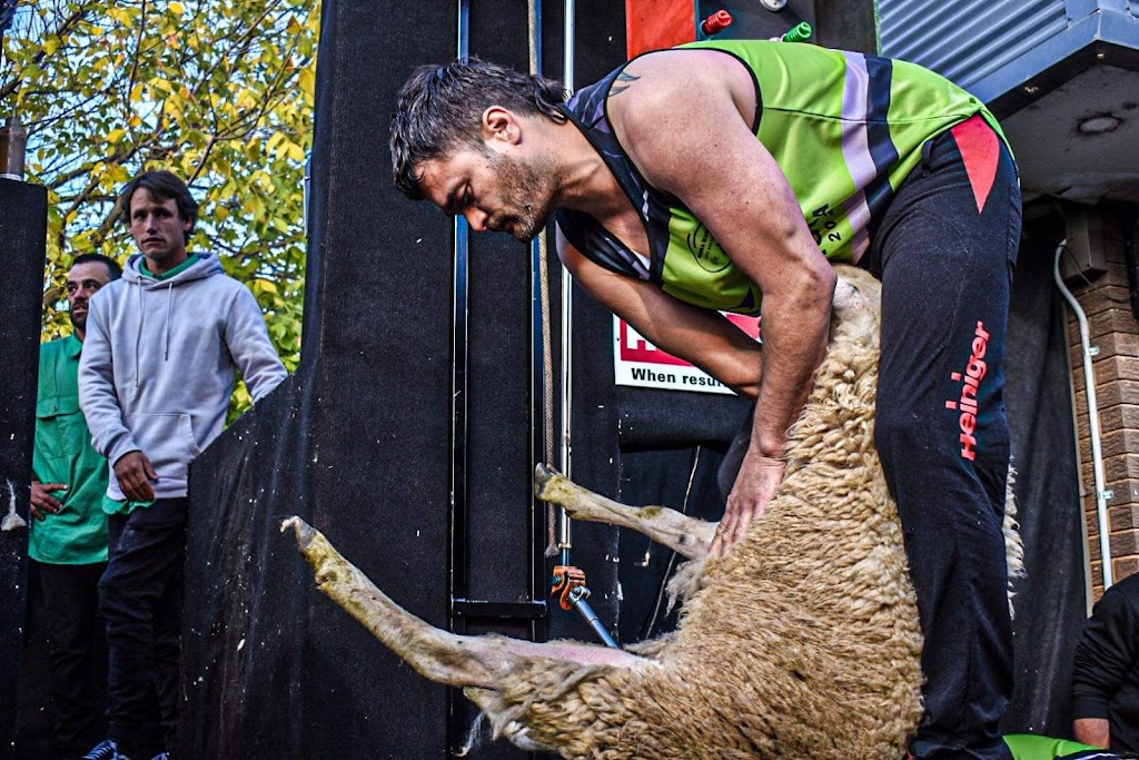 Shear-Eezy Shearing | 2, Hamilton VIC 3300, Australia | Phone: 0438 875 096