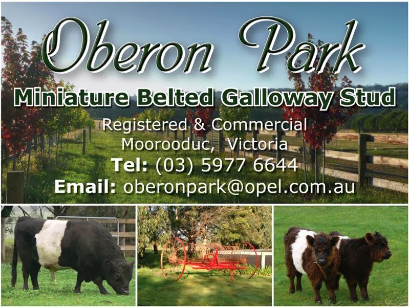 Oberon Park - Miniature Belted Galloway Stud | 232 Eramosa Rd W, Moorooduc VIC 3933, Australia | Phone: 0418 179 569