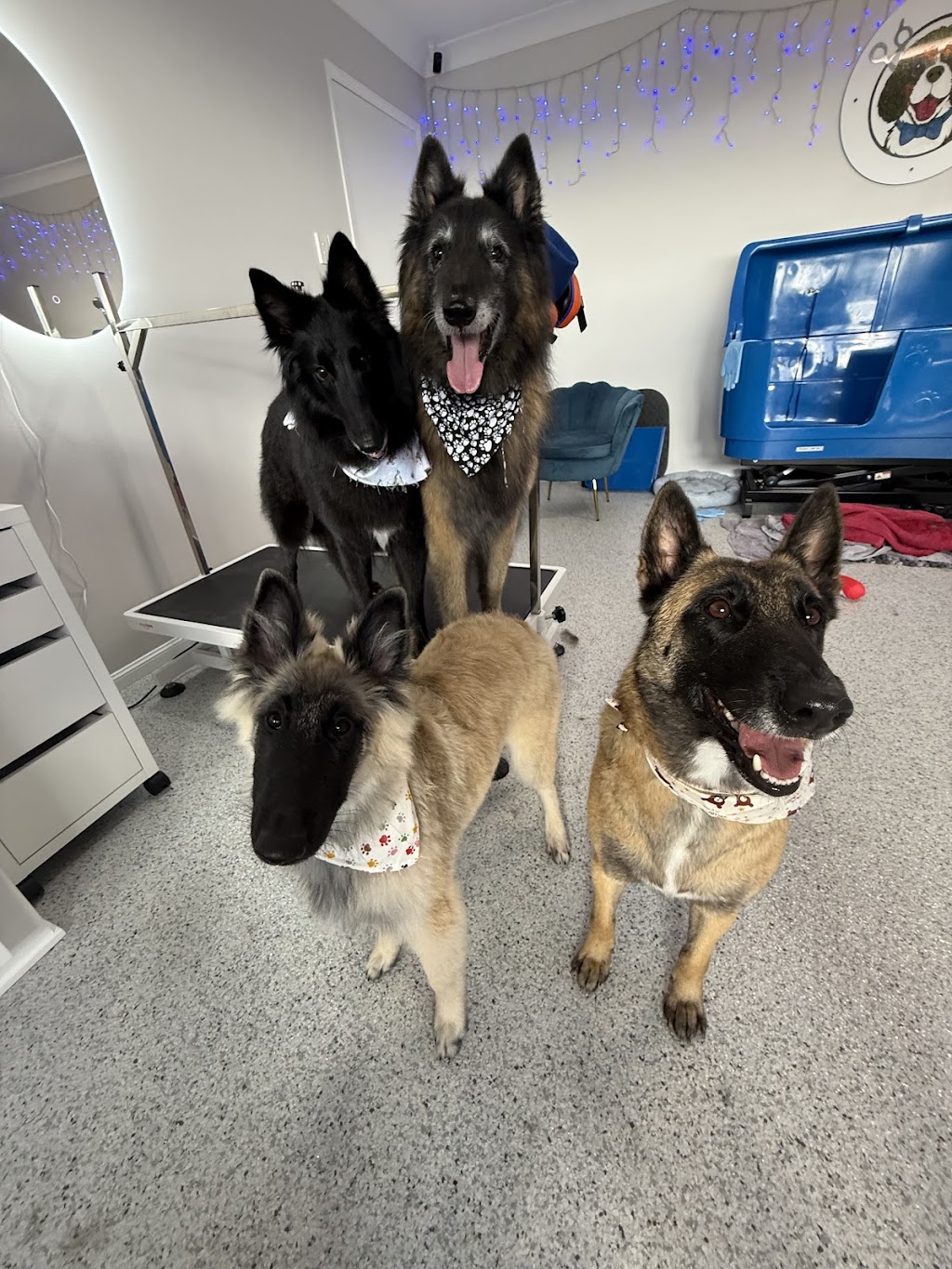 Bears Barking Lot | 24 Mahogany Dr, Plainland QLD 4341, Australia | Phone: 0458 898 973