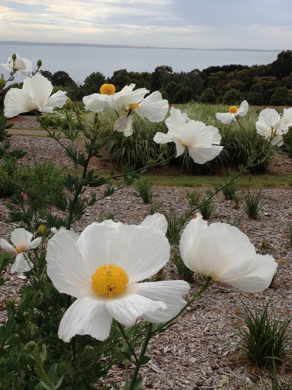 Drought Tolerant Plant Farm | park | 4265 Frankston - Flinders Rd, Shoreham VIC 3916, Australia | 0409565850 OR +61 409 565 850