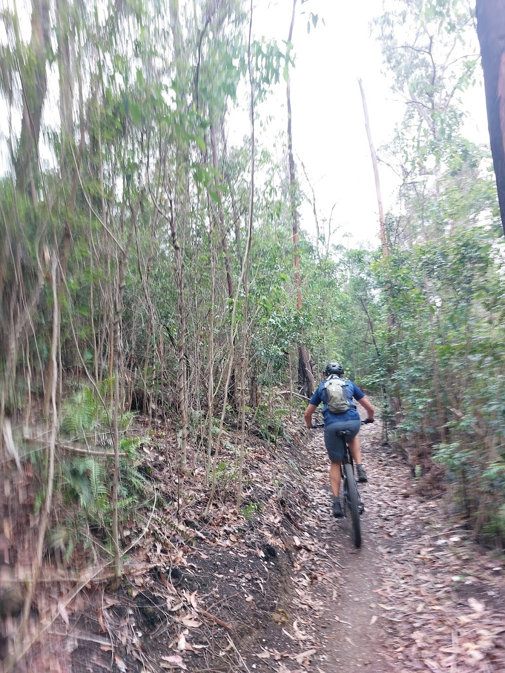 Mogo Trails | 10 Annett St, Mogo NSW 2536, Australia | Phone: (02) 4474 1000