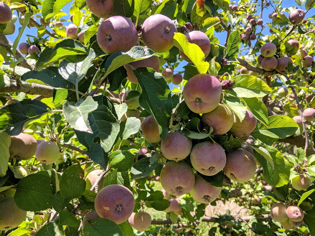 The Blueberry Patch |  | Nangkita Rd, Mount Compass SA 5210, Australia | 0885569100 OR +61 8 8556 9100