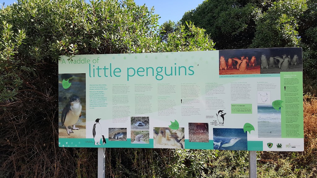 Penguin Viewing Platform | tourist attraction | Lillico Beach, Lillico TAS 7310, Australia | 0361654230 OR +61 3 6165 4230