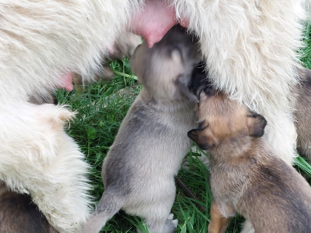 Narira Wolfhounds | 9914 Princes Hwy, Cobargo NSW 2550, Australia | Phone: 0449 902 999