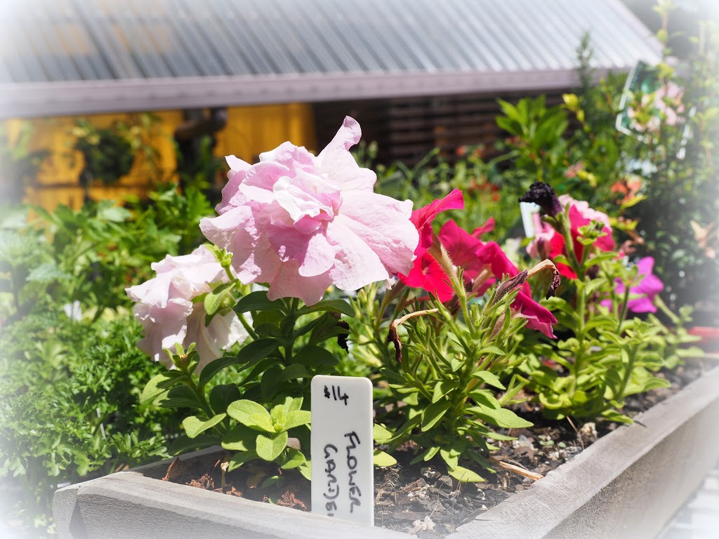 Grow Plant Nursery & Garden Centre | store | 17 First Ave, Bongaree QLD 4507, Australia | 0734084188 OR +61 7 3408 4188