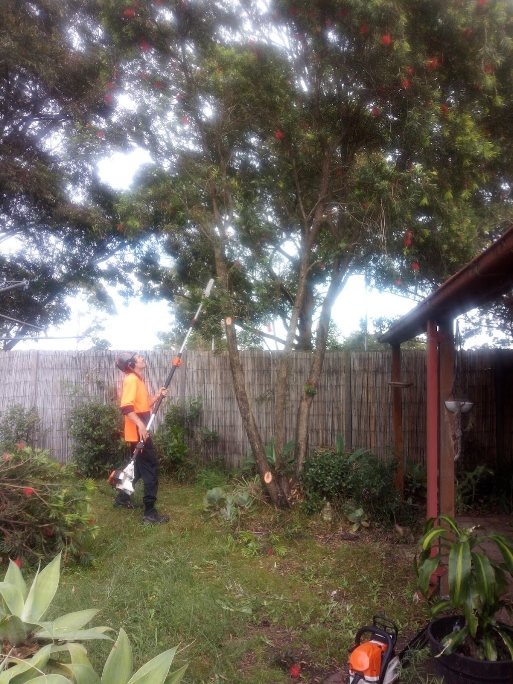 C & S Tree Services | 10 Victa Way, Bomaderry NSW 2541, Australia | Phone: 0431 744 772