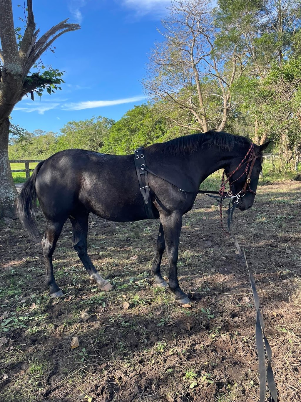 Illawarra Equine Services | Yellow Rock Rd, Yellow Rock Ridge NSW 2527, Australia | Phone: 0481 125 660