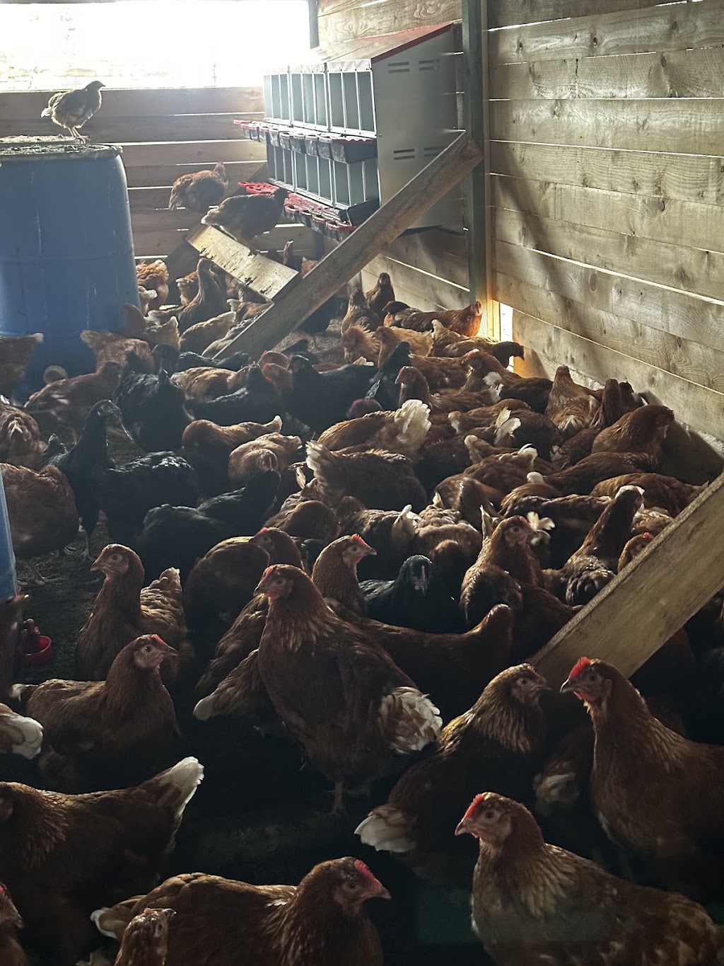 Country chicken | 125b Whitaker Rd, Rossmore NSW 2557, Australia | Phone: 0470 223 878