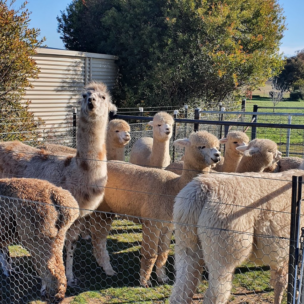 Blackwattle Alpaca Yarn and Fibre |  | 315 Patemans Ln, Murrumbateman NSW 2582, Australia | 0403991612 OR +61 403 991 612