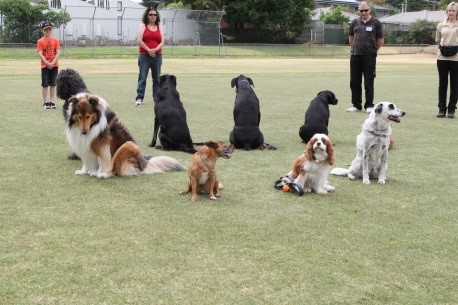 Dobermann & Dog Obedience Club Ltd | Electra Reserve, Ashwood VIC 3147, Australia | Phone: 0428 386 984