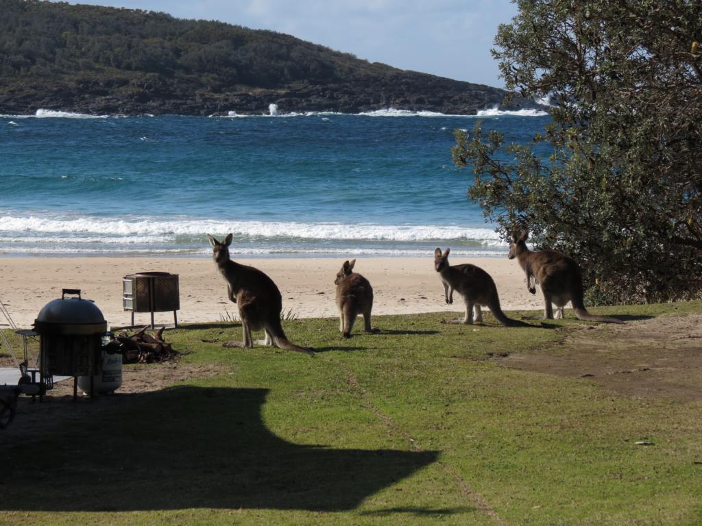 Pretty Beach Caravan Park | Pretty Beach Road, Kioloa NSW 2539, Australia | Phone: (02) 4457 2019